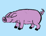 Dibujo Cerdo con pezuñas negras pintado por javiera1