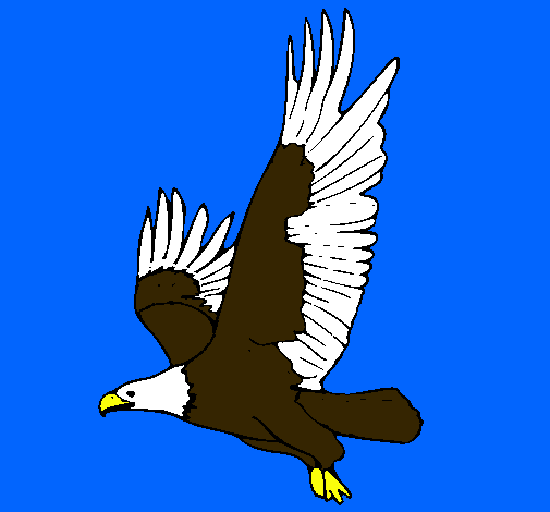 Águila volando