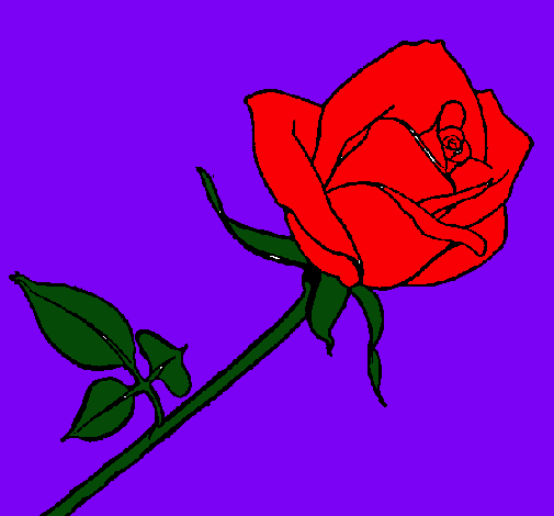 Rosa