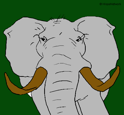 Elefante africano