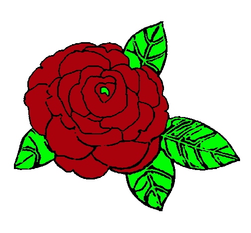 Rosa