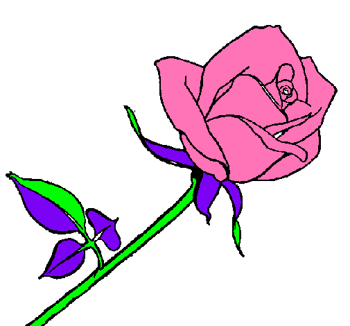 Rosa