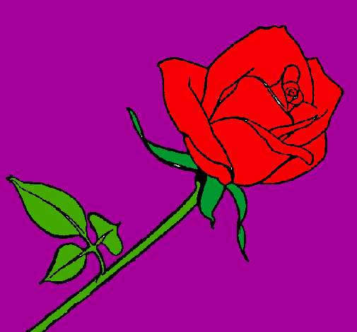 Rosa