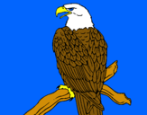 Dibujo Águila en una rama pintado por cesar2002