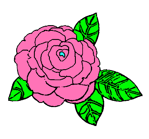 Rosa