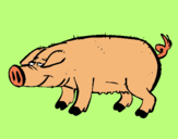 Dibujo Cerdo con pezuñas negras pintado por milialma