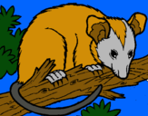 Dibujo Ardilla possum pintado por hfrgehgfkkdj
