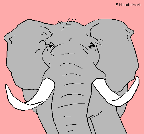 Dibujo Elefante africano pintado por Tainara14