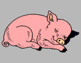 Dibujo Cerdo durmiendo pintado por porkiii
