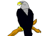 Dibujo Águila en una rama pintado por dddds