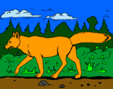 Dibujo Coyote pintado por Ritahorses