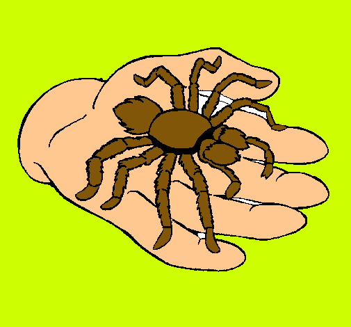 Tarántula