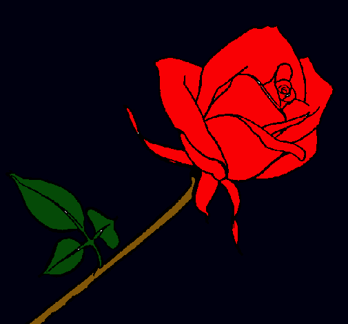 Rosa