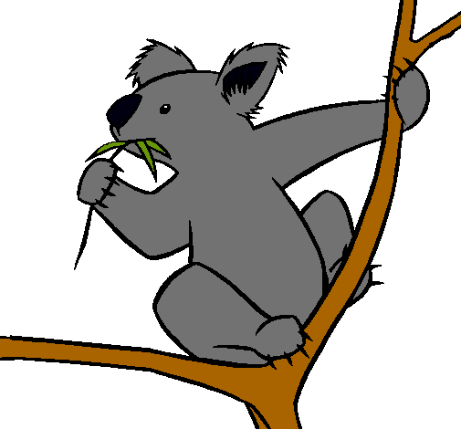 Koala