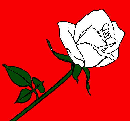 Rosa