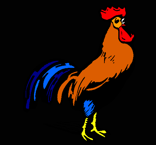 Gallo gallardo