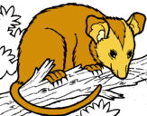 Dibujo Ardilla possum pintado por Annyttta