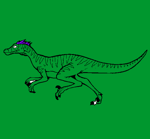 Velociraptor