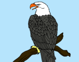 Dibujo Águila en una rama pintado por dakira