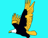 Dibujo Águila volando pintado por Enrique71