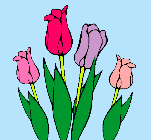 Tulipanes