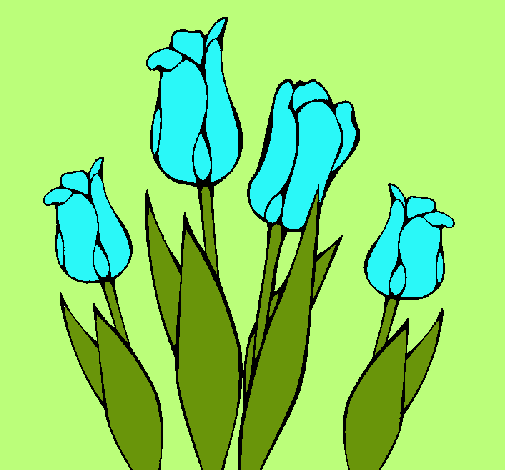 Tulipanes