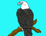 Dibujo Águila en una rama pintado por kjhjfd