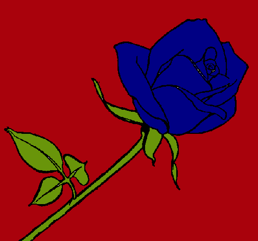 Rosa