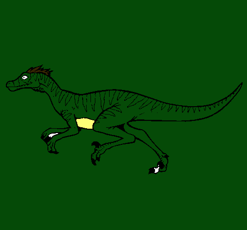 Velociraptor