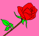 Dibujo Rosa pintado por jailin