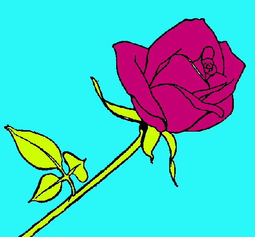 Rosa