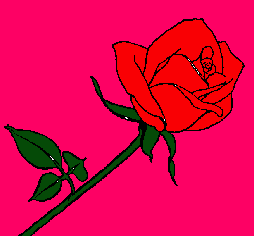 Rosa