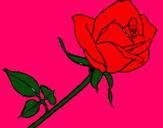 Dibujo Rosa pintado por brillit