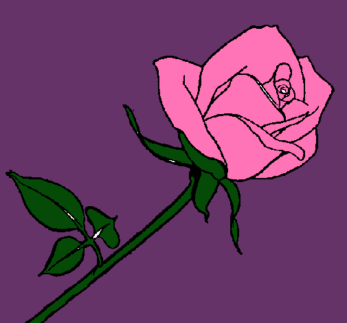 Rosa