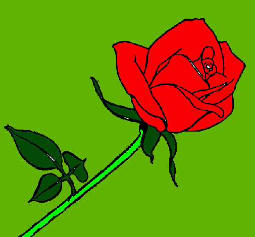 Rosa