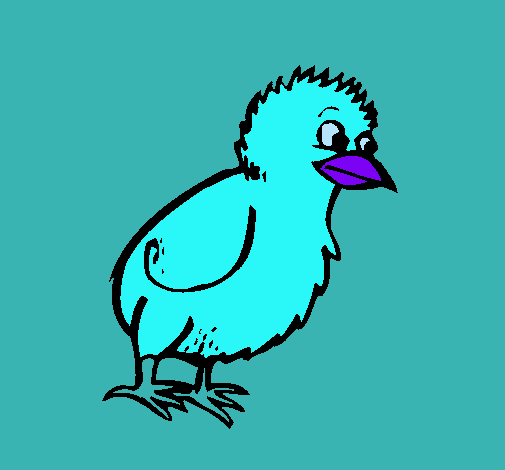 Pollito