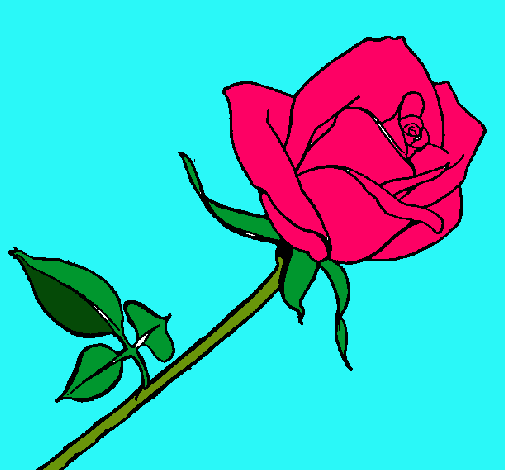 Rosa