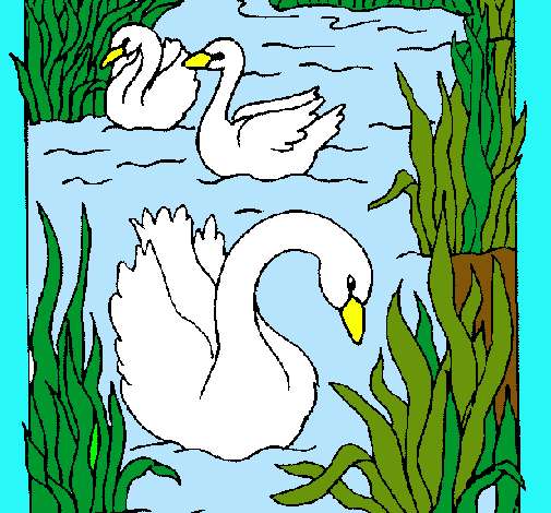 Cisnes