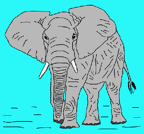 Elefante