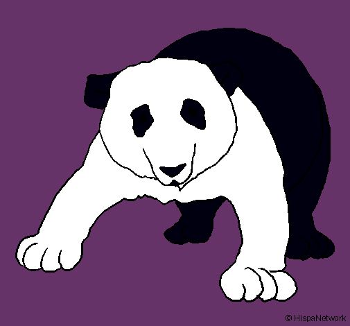 Oso panda