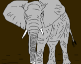 Dibujo Elefante pintado por ianuchi