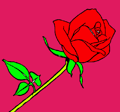 Rosa