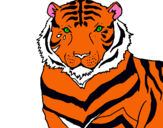Dibujo Tigre pintado por animalman9