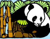 Dibujo Oso panda y bambú pintado por barbie1126