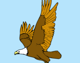 Dibujo Águila volando pintado por JOQUIN