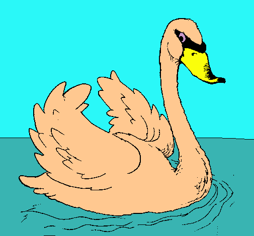 Cisne en el agua