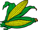 Dibujo Mazorca de maíz pintado por meliverdun