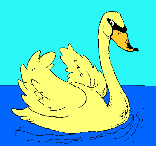 Cisne en el agua