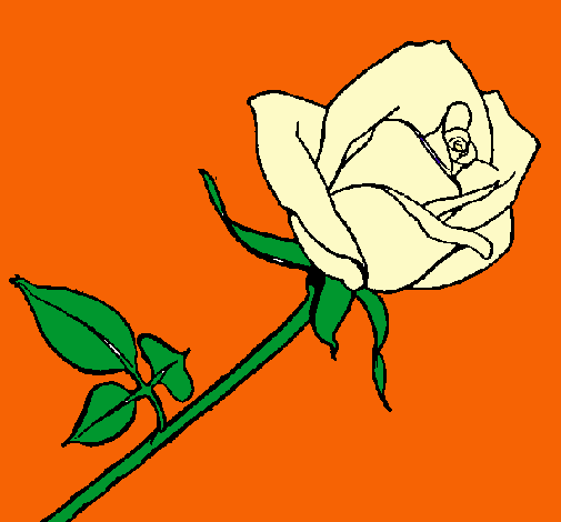 Rosa