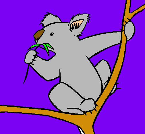 Koala